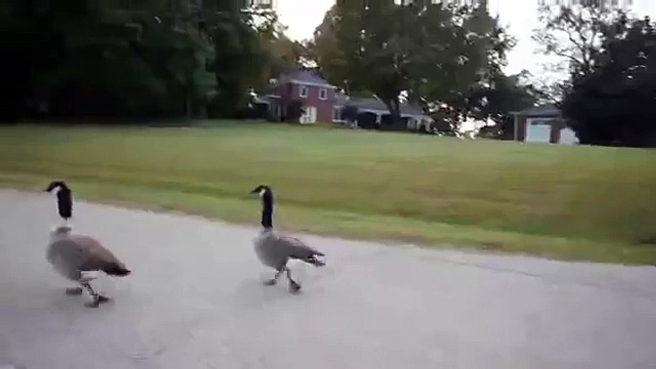 Most Dramatic Fowl
