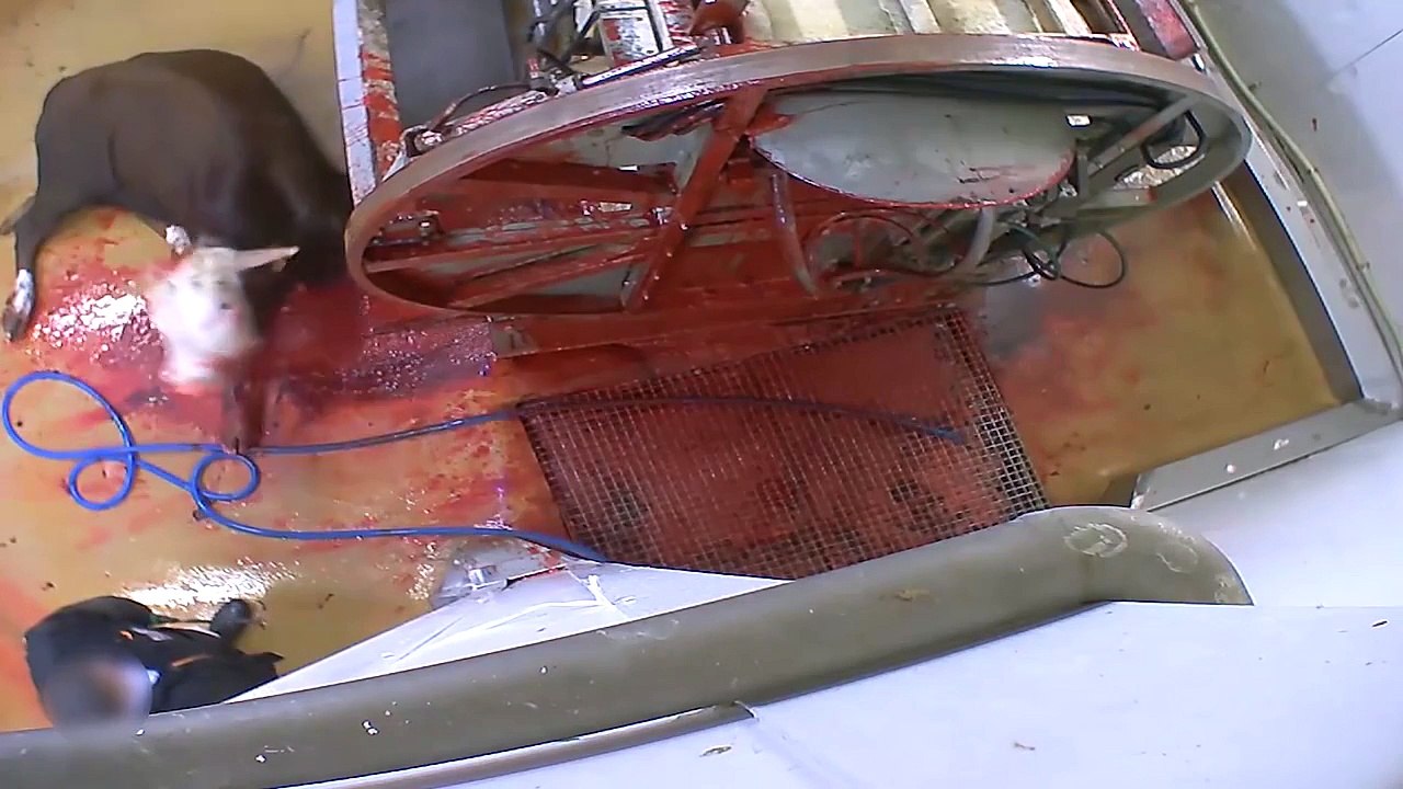 Une vidéo abjecte entraîne la fermeture d'un abattoir en France