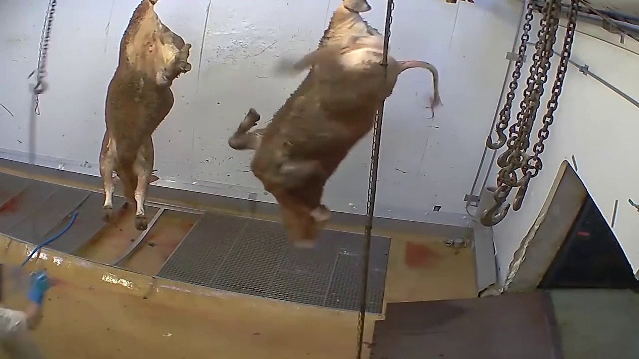 Une vidéo abjecte entraîne la fermeture d'un abattoir en France