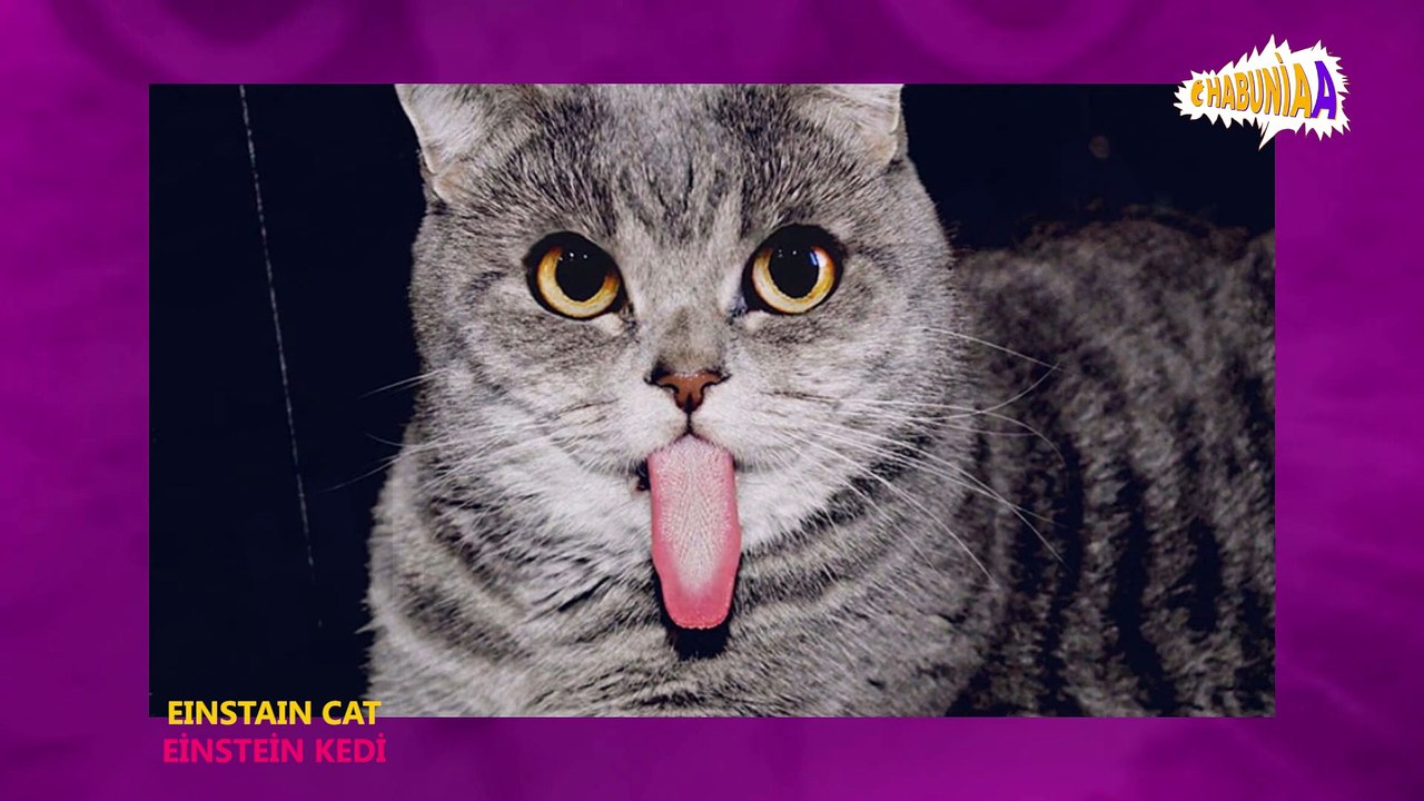 EINSTEIN CAT - EİNSTEİN KEDİ