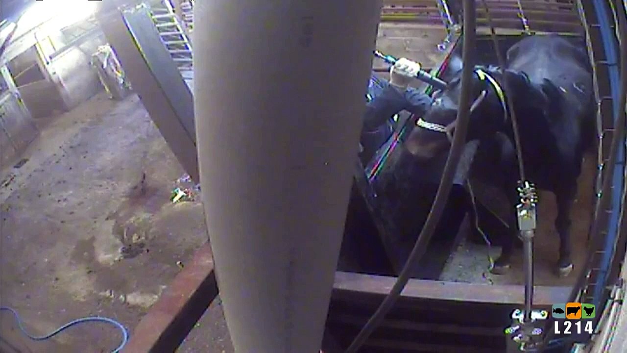 Une vidéo entraîne la fermeture de l'abattoir municipal d'Alès