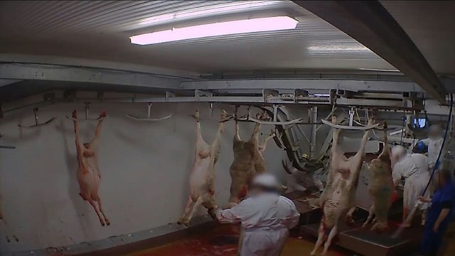 Abattoir d'Alès: l'interprofession des viandes condamne des pratiques inacceptables