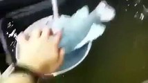 Dumb guy putting fish into liquid nitrogen