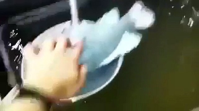 Dumb guy putting fish into liquid nitrogen