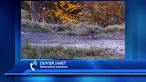 D!CI TV : Images du loup tiré dans le Dévoluy et témoignage du naturaliste amateur