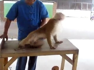 Exercising Monkey = Very Nice video
