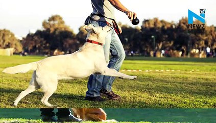 Does your dog drive Porter does!