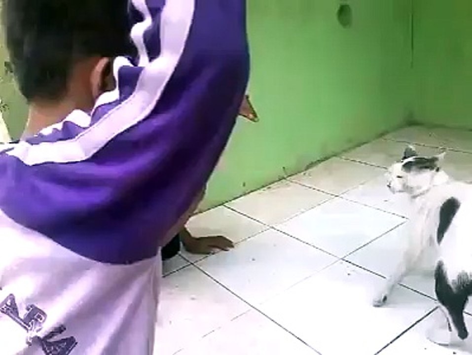 Funny Video - Fight wit Cat
