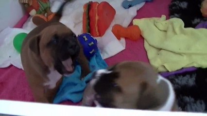 29ème  vidéo LANCELOT de STAFFORDLAND