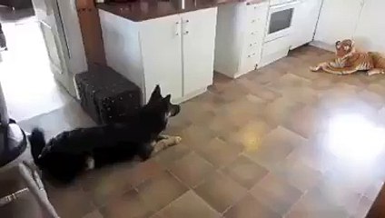 Dog Scares from Tiger's Toy