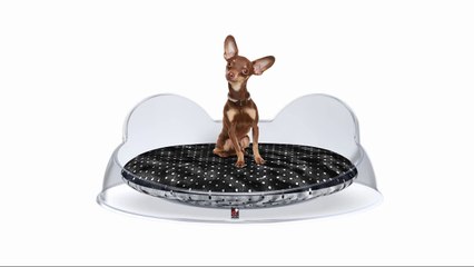 Accessori-per-chihuahua - www.ddpluspet.com