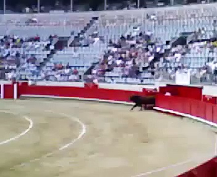 Bullfight Very strong bull