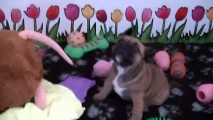 31ème  vidéo Le chiot n°3 Femelle de la 22ème portée de STAFFORDLAND