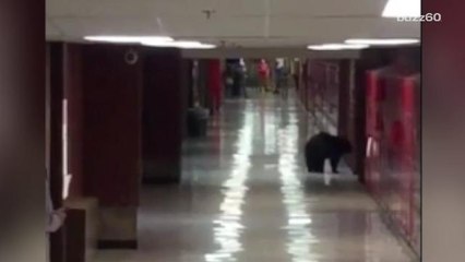 Black bear strolls through Montana high school during class