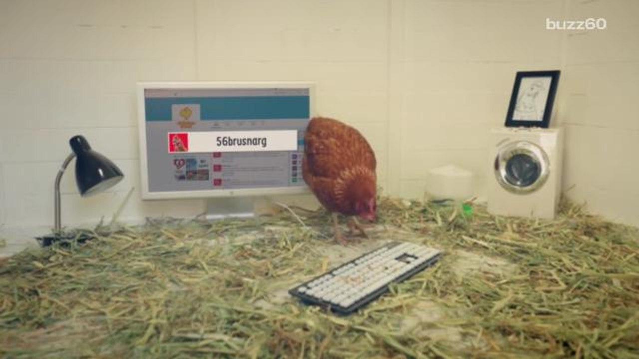 Actual chicken runs restaurant's Twitter account, tweets look like Wingdings