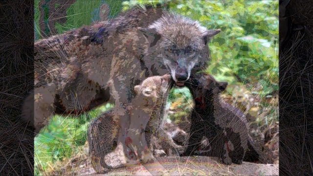 Волк отмстил, но отомстил без крови