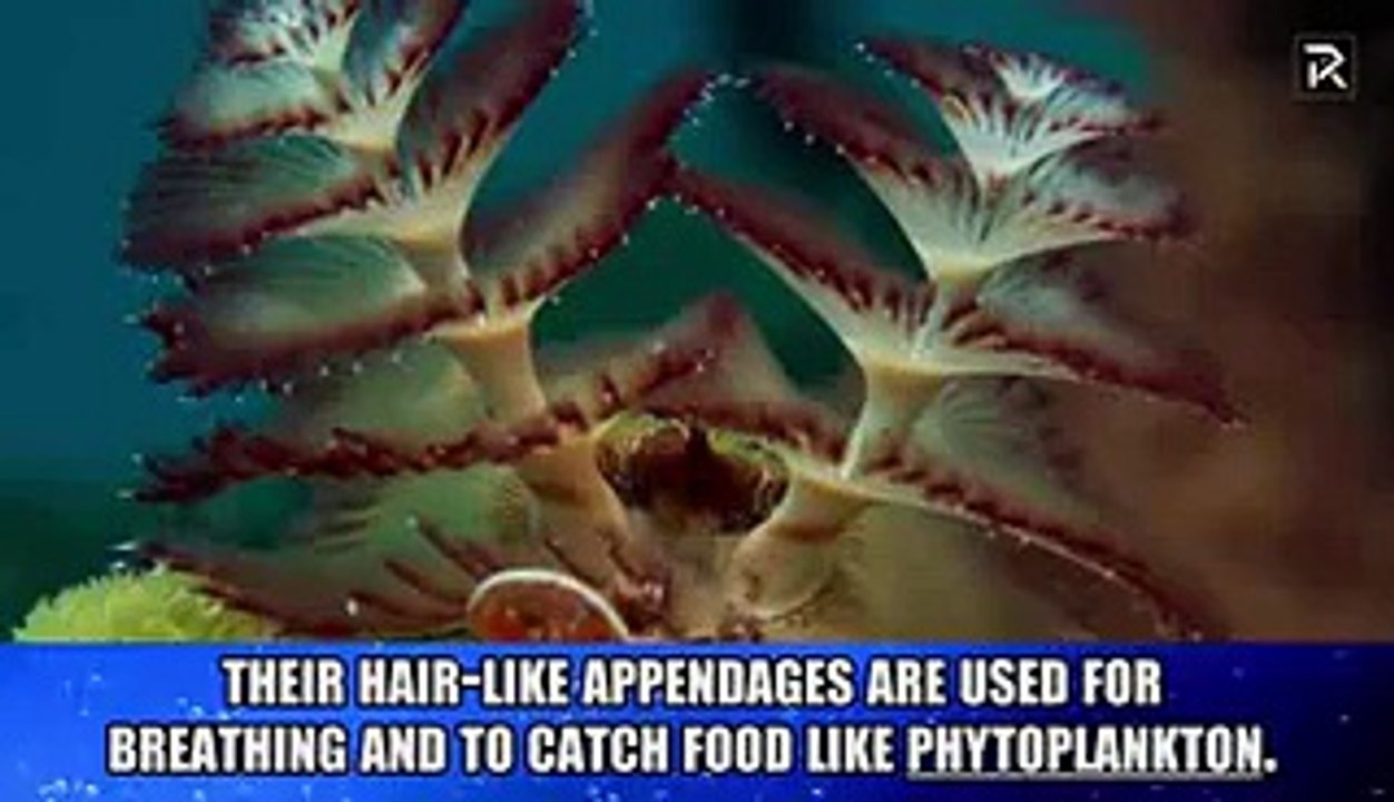 Man like Sea Creature