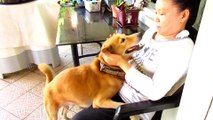 Sweet dog loves to give hugs