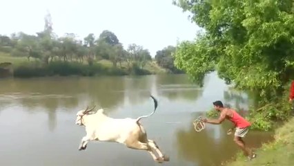 Cow in India performs epic dive into river