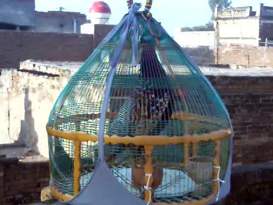 تیتر کی بولی (BIRD VOICE)