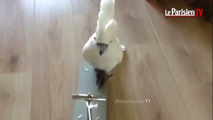 Harley, le perroquet qui fait de la trottinette