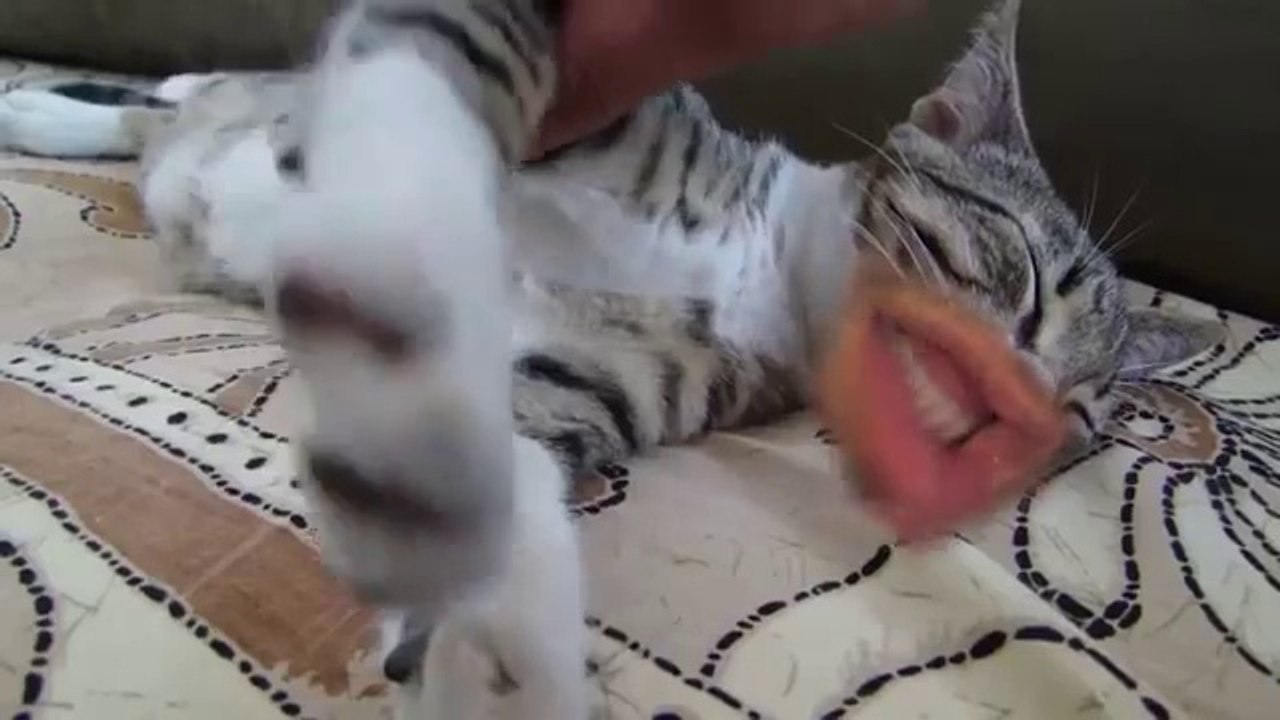 Chats avec des bouches d'humains