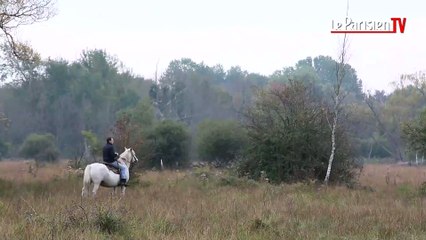 Un petit coin de Camargue à seulement 80km de Paris