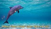 Sea Animal Finger Family Nursery Rhyme | Whale Orca Killer Whale dolphin octopus Daddy Fin