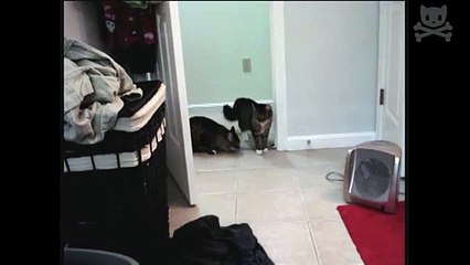 watch these cats get scared by their own shadows