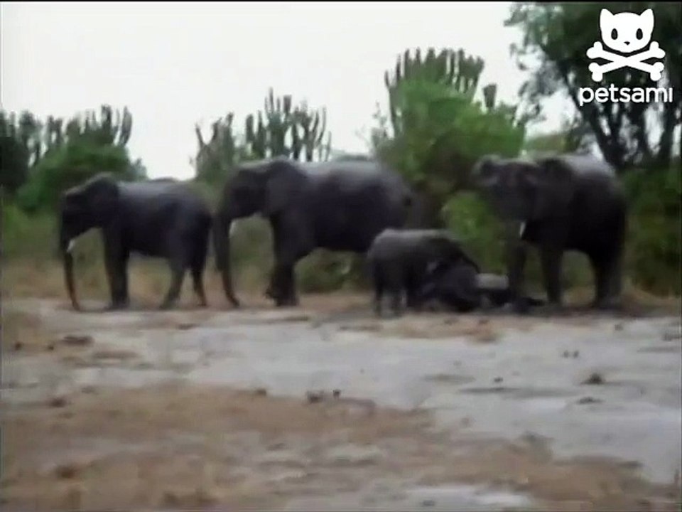Angry elephant takes a tumble