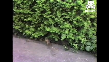 Circus squirrel walks on front legs