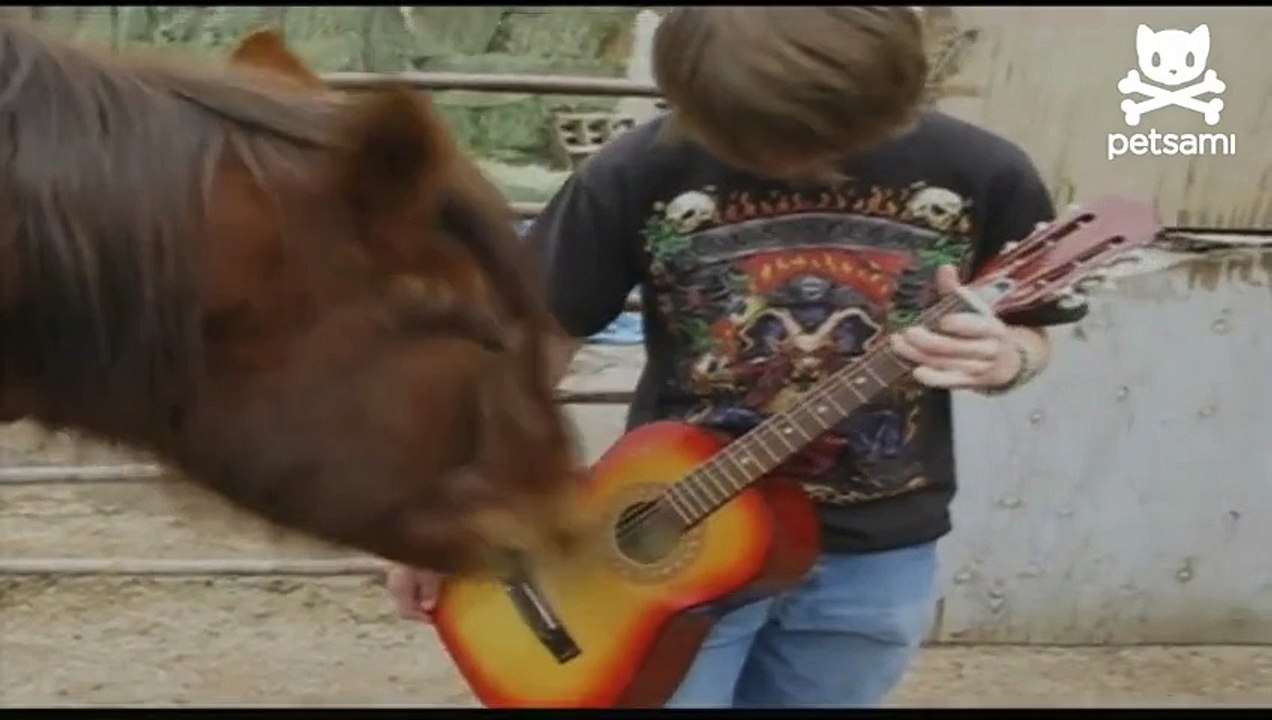 Rock n roll horse plays the guitar