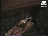 Munching mouse escapes death trap