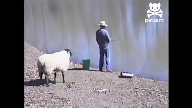 Angry sheep rams into unsuspecting fisherman