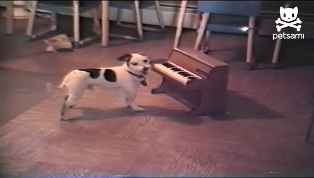 Puppy sings and plays the piano
