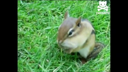 Chipmunk crams peanut in its mouth