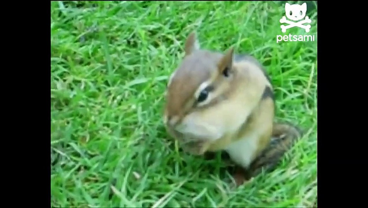 Chipmunk crams peanut in its mouth