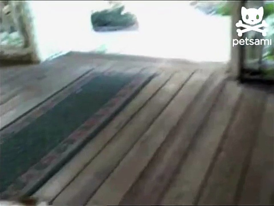 Barking bird makes a good watchdog