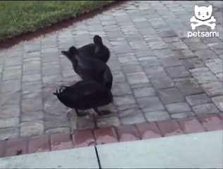 Three ducks eagerly follow a laser
