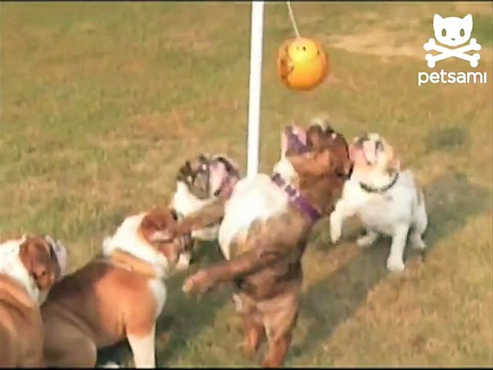 Big bulldogs play tether ball
