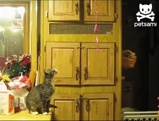 Cunning kitty catches hard to reach balloons