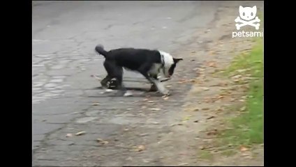 Skateboarding dog knows how to ride