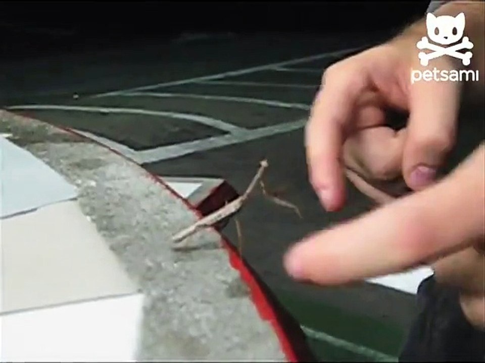 Praying mantis attacks taunting person
