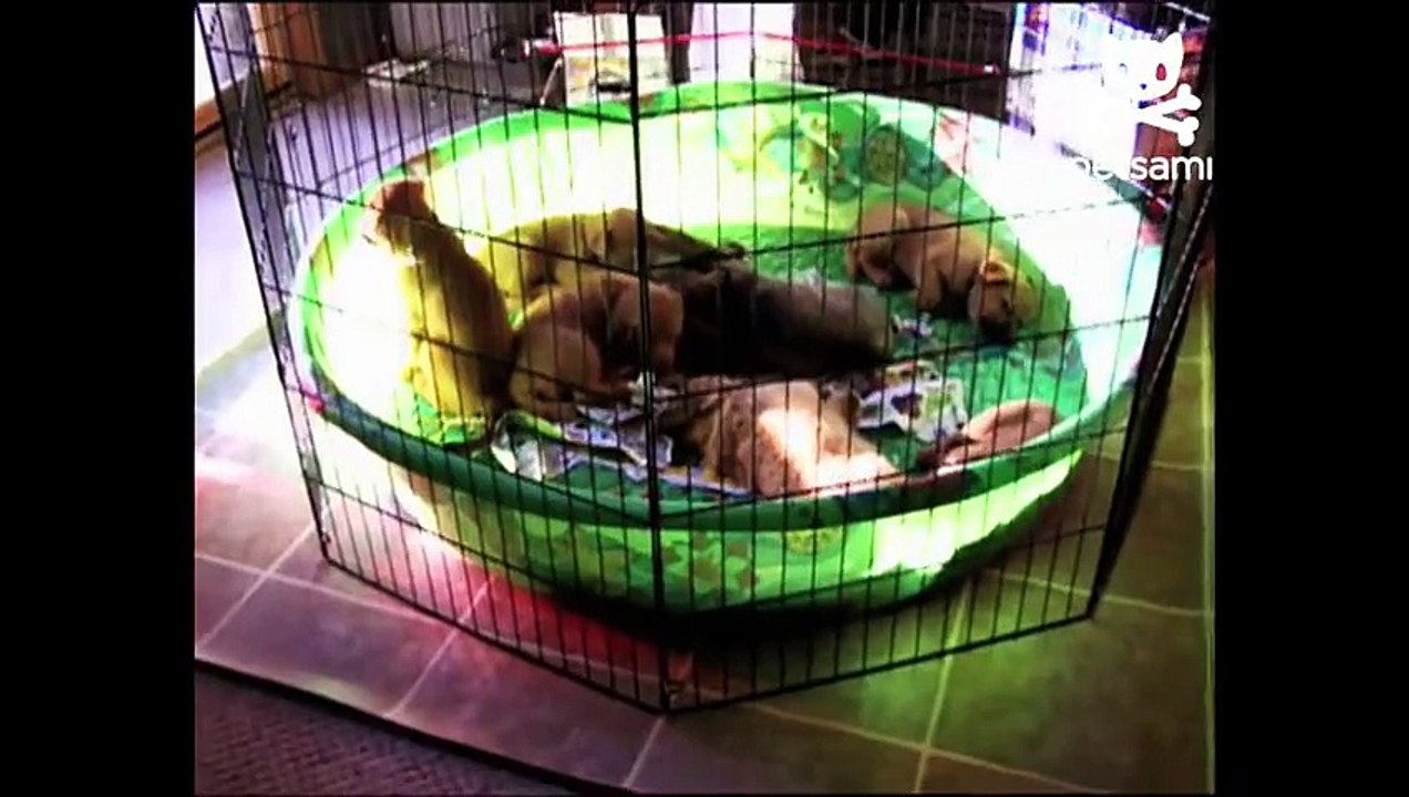 Responsive puppies perk up quickly