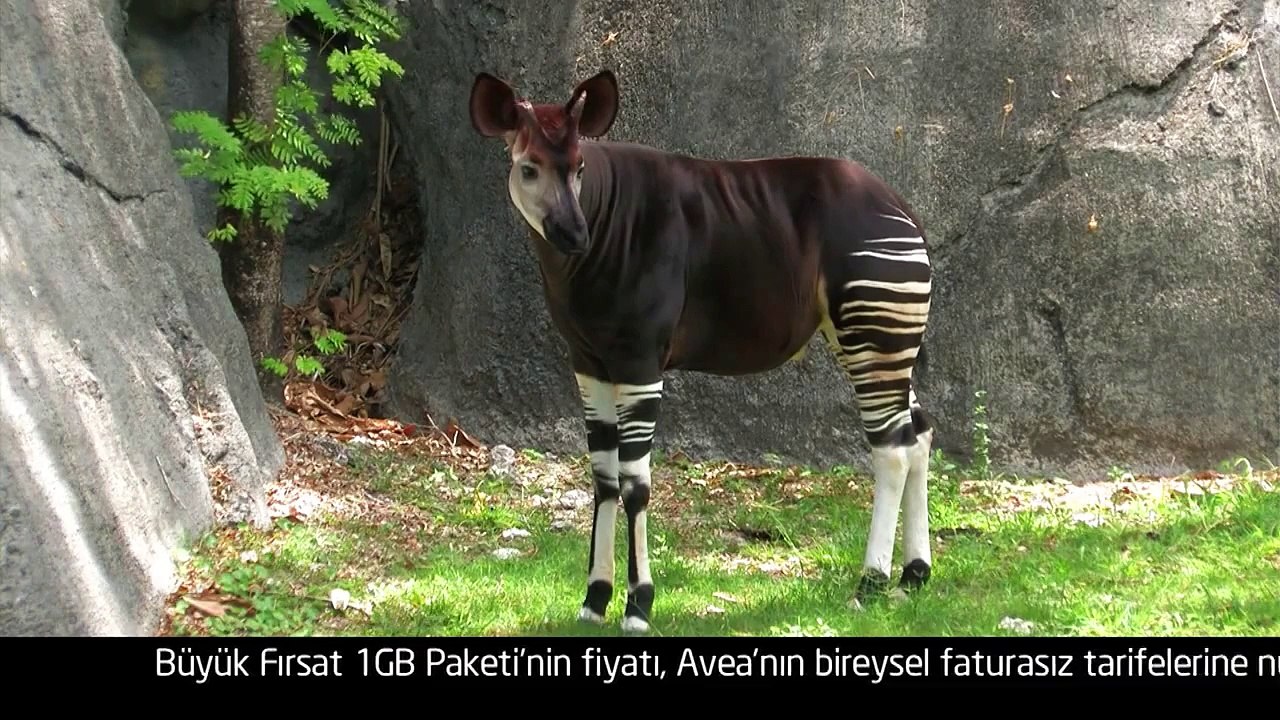 TT AVEA