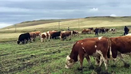 BİRİNCİ SINIF KALİTELİ SİMENTAL MONTOFON DANALAR KARS