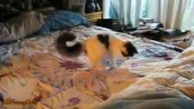 Cats Confused by Waterbeds Compilation