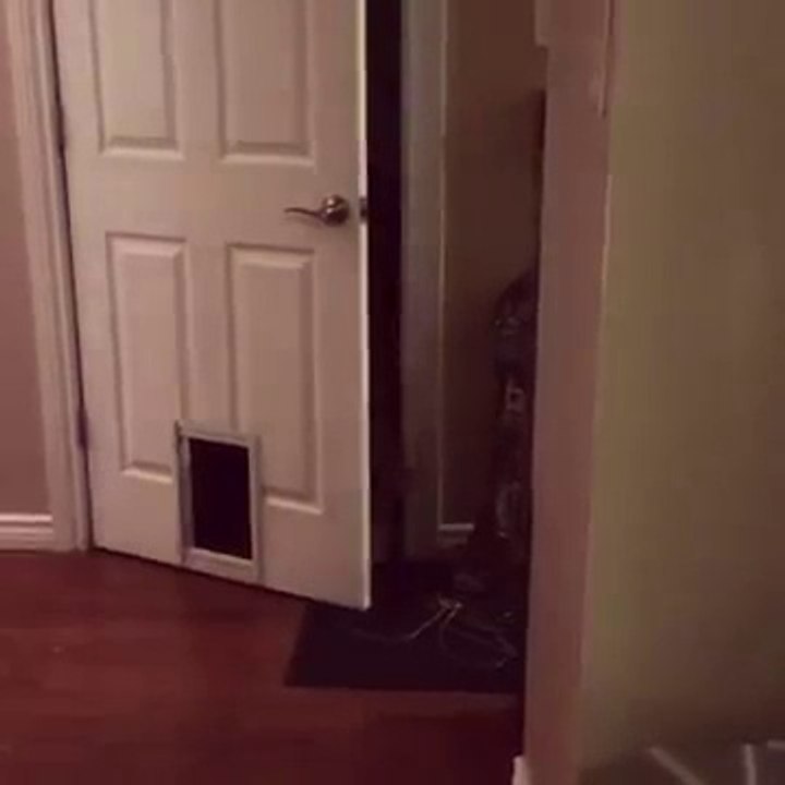 because cats can