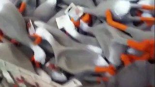 duck army Vines compilation