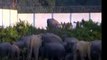 26 More Elephants Poisoned in Zimbabwe Official